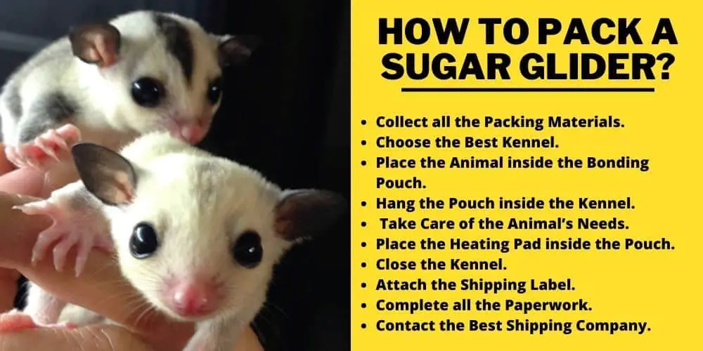 Step by step process to pack a sugar gliders