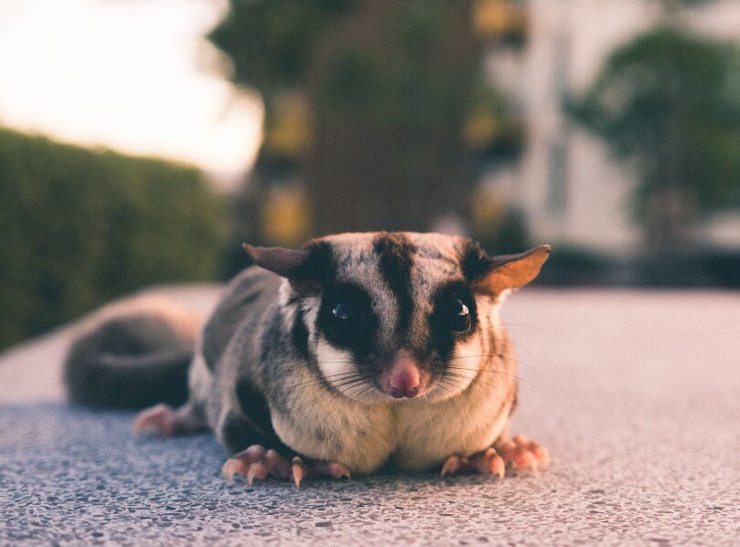 Cute sugar glider as a pet