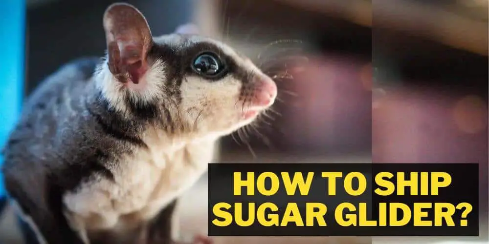 How to Ship Sugar Glider?