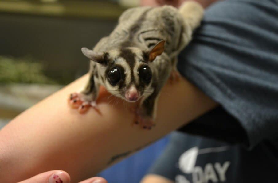 The complete guide to ship a Sugar glider