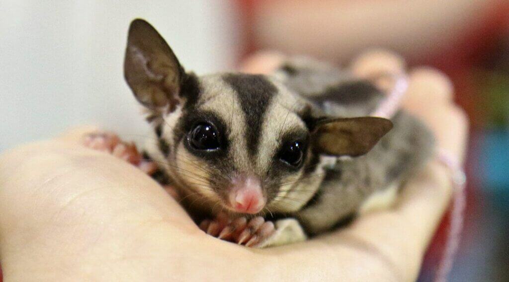 Sugar glider on hand